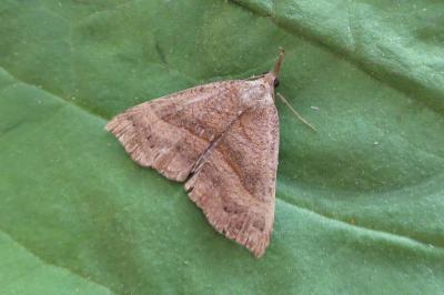 <i>Hypena proboscidalis</i>