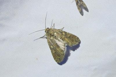 <i>Spodoptera exigua</i>