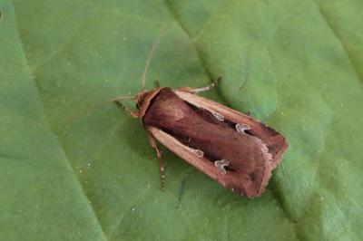 <i>Ochropleura leucogaster</i>