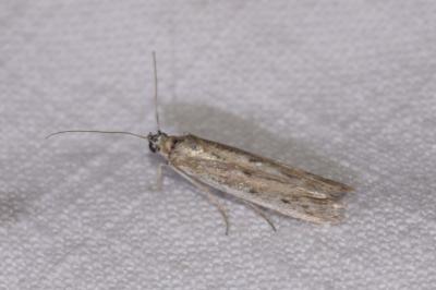<i>Phycitodes</i>