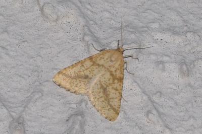 <i>Aspitates ochrearia</i>