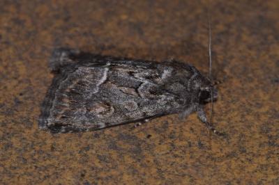 <i>Thalpophila matura</i>