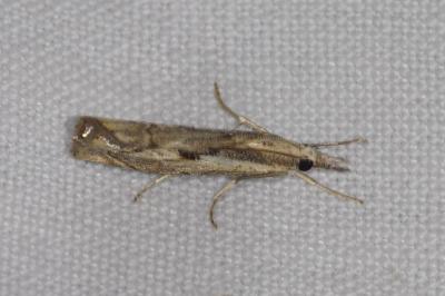 <i>Agriphila geniculea</i>
