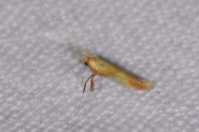 <i>Caloptilia robustella</i>