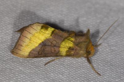 <i>Diachrysia chrysitis</i>