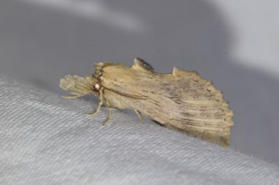 <i>Pterostoma palpina</i>
