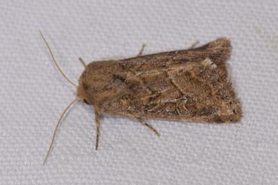 <i>Luperina dumerilii</i>