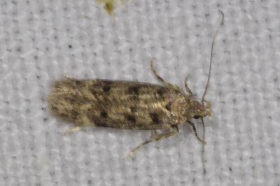 <i>Bryotropha domestica</i>