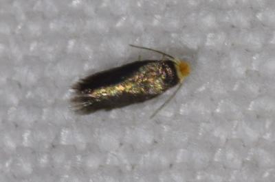 <i>Stigmella</i>