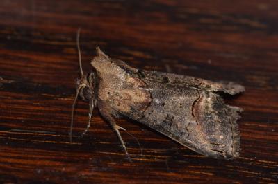 <i>Abrostola triplasia</i>