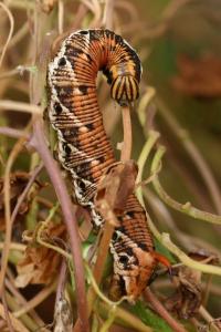 <i>Agrius convolvuli</i>