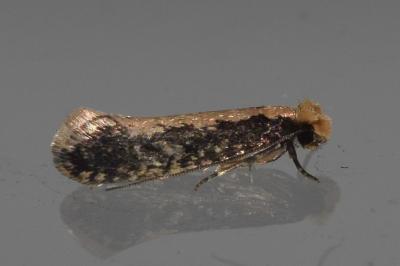 <i>Monopis crocicapitella</i>