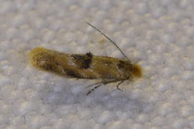 <i>Bucculatrix ulmella</i>