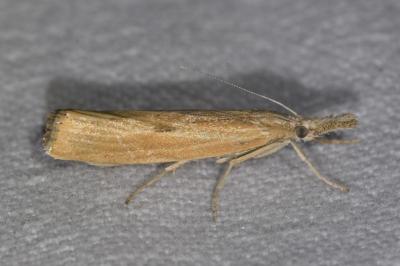 <i>Agriphila inquinatella</i>