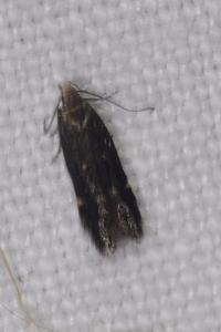 <i>Aproaerema anthyllidella</i>
