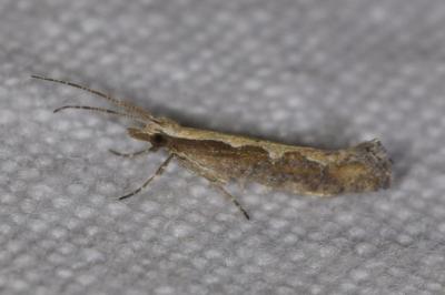 <i>Plutella xylostella</i>