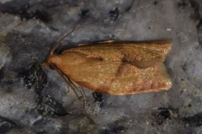 <i>Clepsis consimilana</i>
