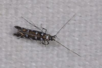<i>Parectopa ononidis</i>