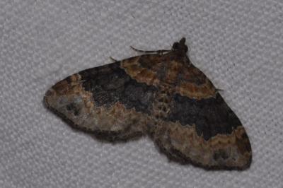 <i>Xanthorhoe ferrugata</i>