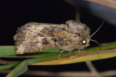 <i>Luperina dumerilii</i>