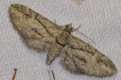 <i>Eupithecia phoeniceata</i>