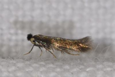<i>Bucculatrix nigricomella</i>