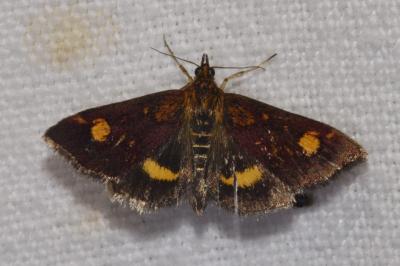 <i>Pyrausta aurata</i>