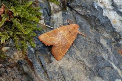 <i>Atethmia centrago</i>