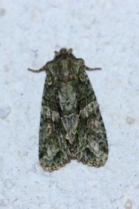 <i>Dryobotodes eremita</i>