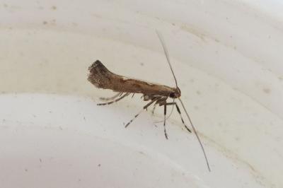<i>Calybites phasianipennella</i>