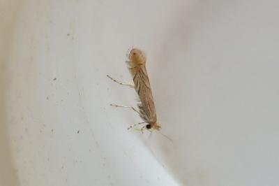 <i>Phyllonorycter messaniella</i>