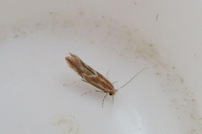 <i>Phyllonorycter corylifoliella</i>