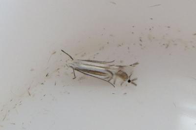 <i>Phyllocnistis ramulicola/saligna</i>