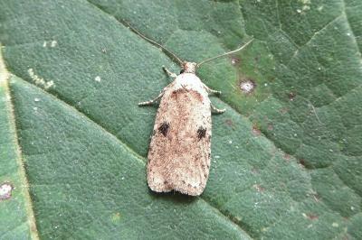 <i>Agonopterix propinquella</i>