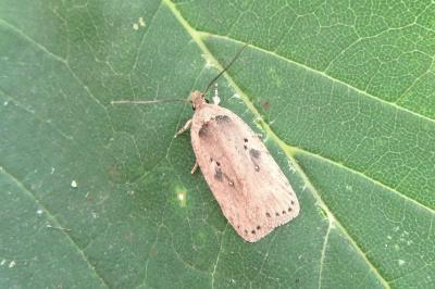<i>Agonopterix yeatiana</i>