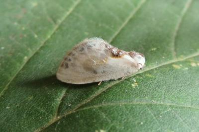 <i>Cilix glaucata</i>