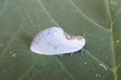 <i>Cilix hispanica</i>