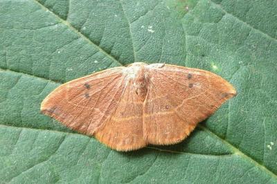 <i>Watsonalla binaria</i>