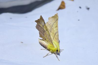 <i>Ennomos alniaria</i>