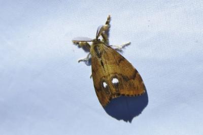 <i>Orgyia antiqua</i>
