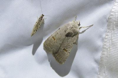 <i>Caradrina kadenii</i>
