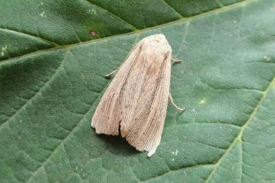 <i>Mythimna straminea</i>