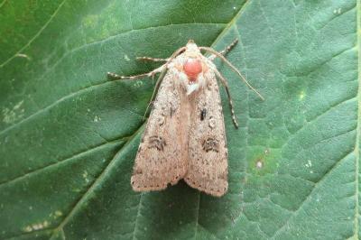 <i>Agrotis trux</i>