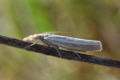 <i>Agriphila selasella</i>