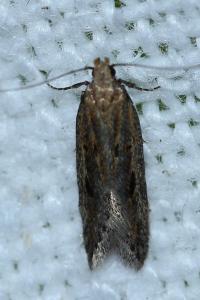 <i>Mirificarma mulinella</i>