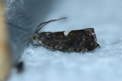 <i>Pammene spiniana</i>