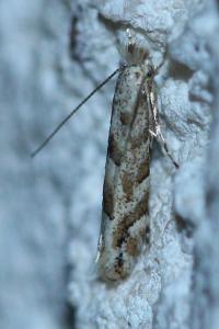 <i>Phyllonorycter</i>