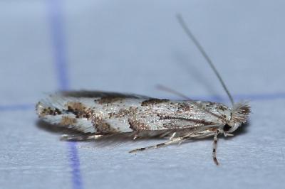 <i>Phyllonorycter</i>