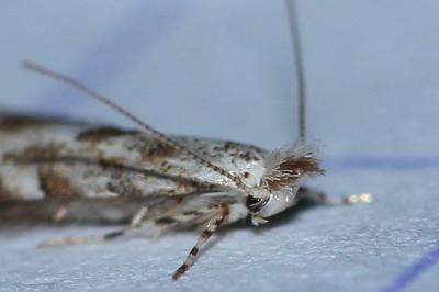 <i>Phyllonorycter</i>