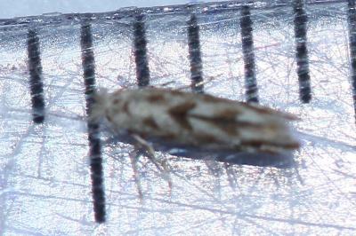 <i>Phyllonorycter</i>